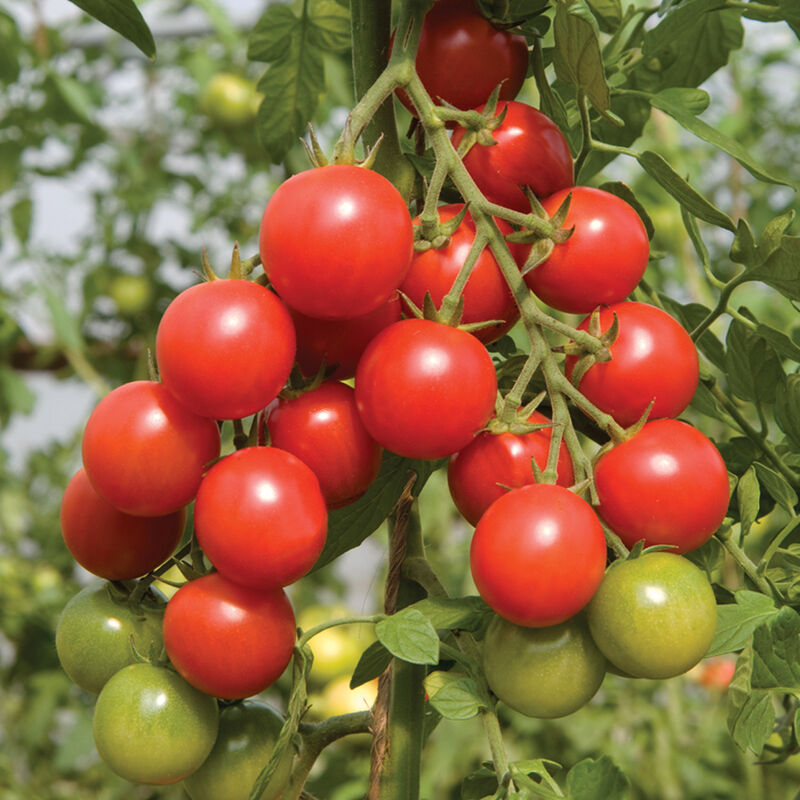 Red Cherry tomato 6-pack