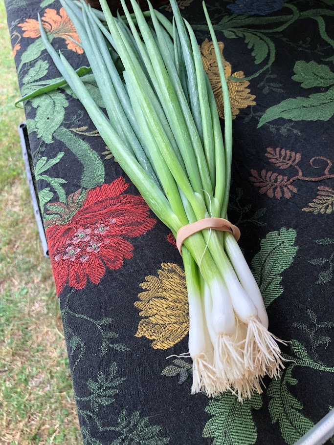 scallions 6-pack