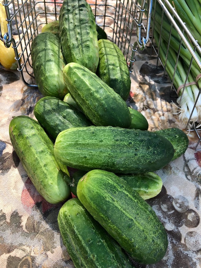 Pickling Cucumber 6-pack