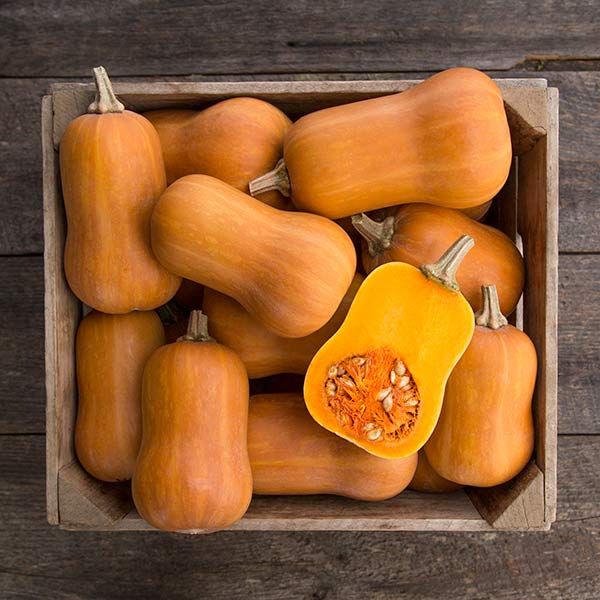 Honeynut Winter Squash 3" Pot