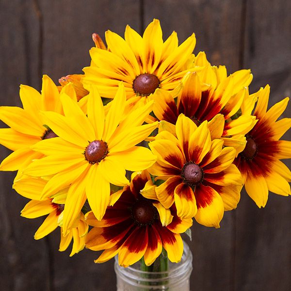 Rudbeckia "Black eyed Susan" 3" Pot
