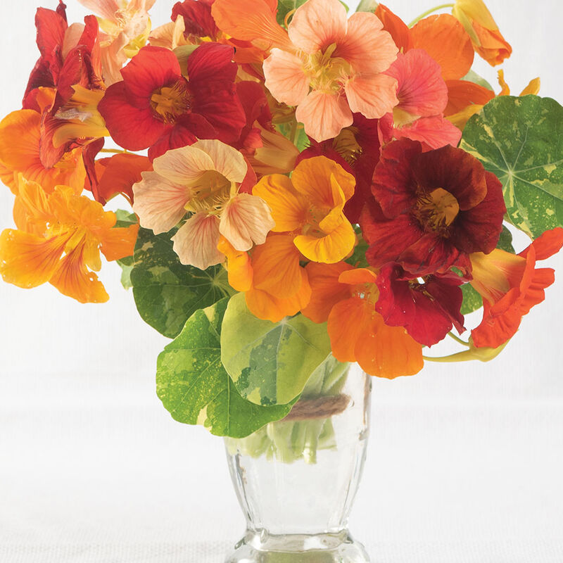 Nasturtium Flower- Alaska Mix 6-pack