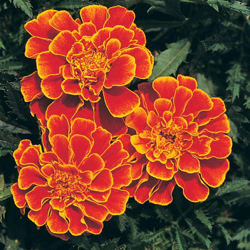 Marigolds- Queen Sophia 6-pack