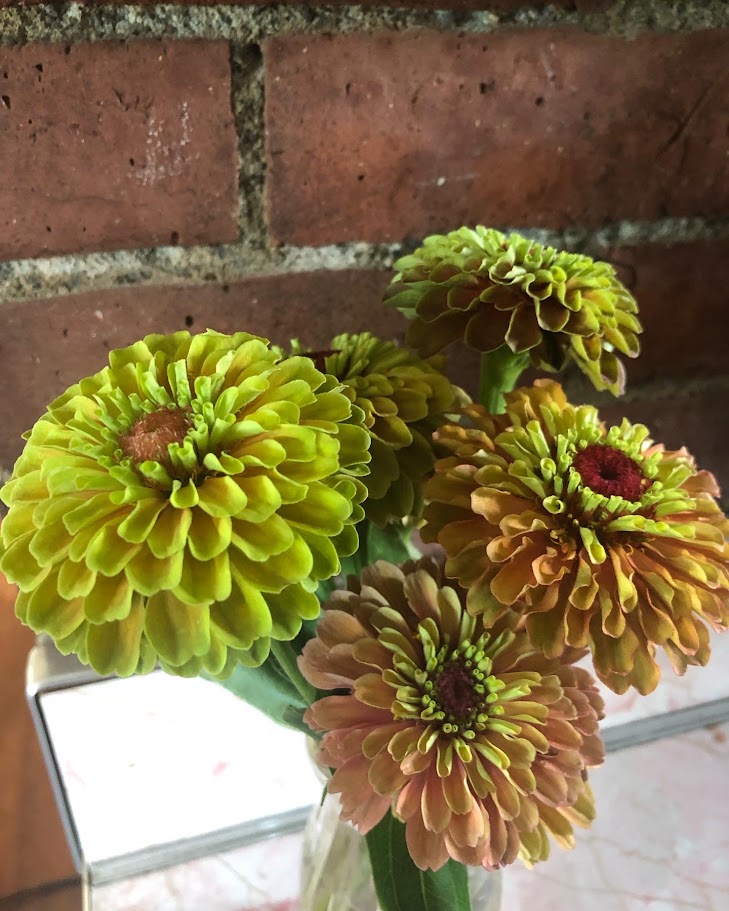 Zinnias- Queeny Mix 3" Pot