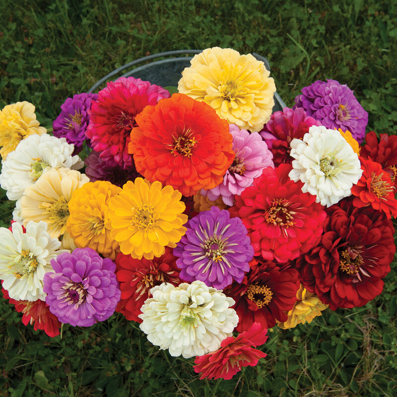 Zinnias- Giant Mix 6-pack