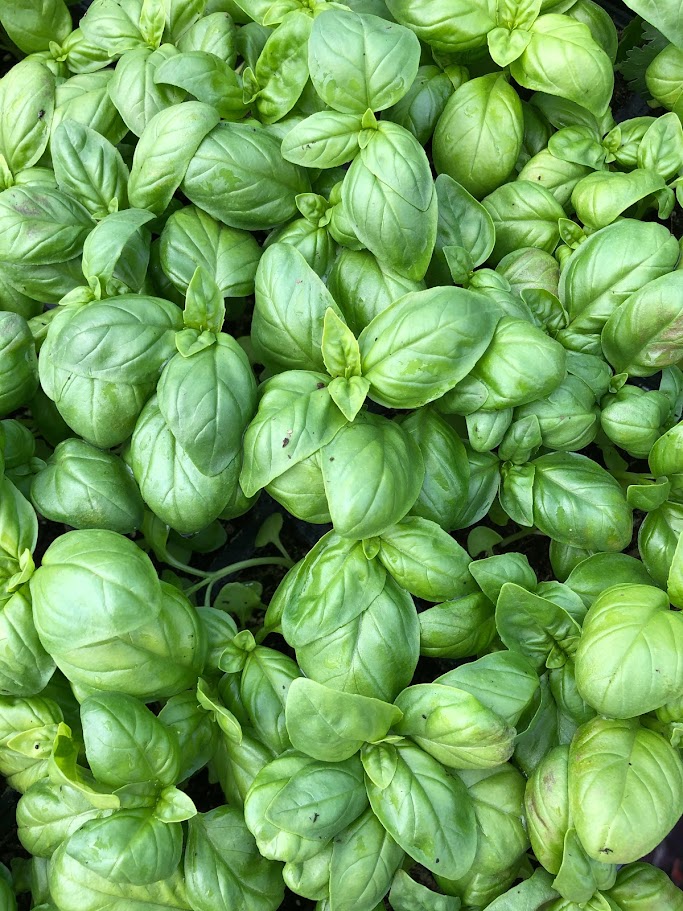 Basil 6-pack
