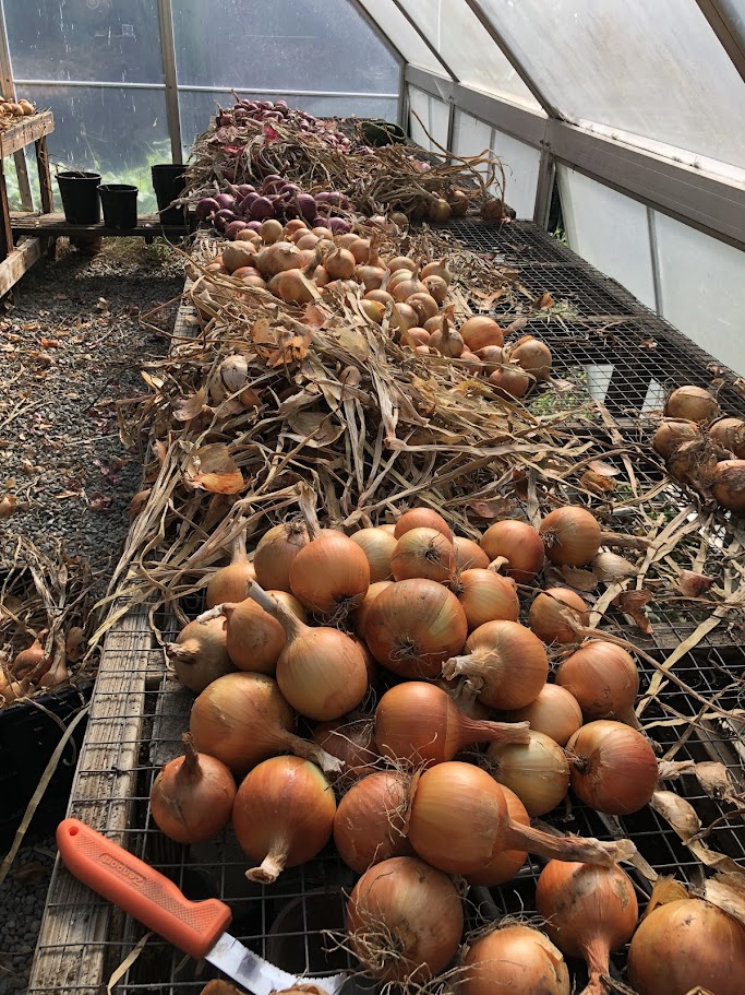 Patterson-Yellow onion 6-pack