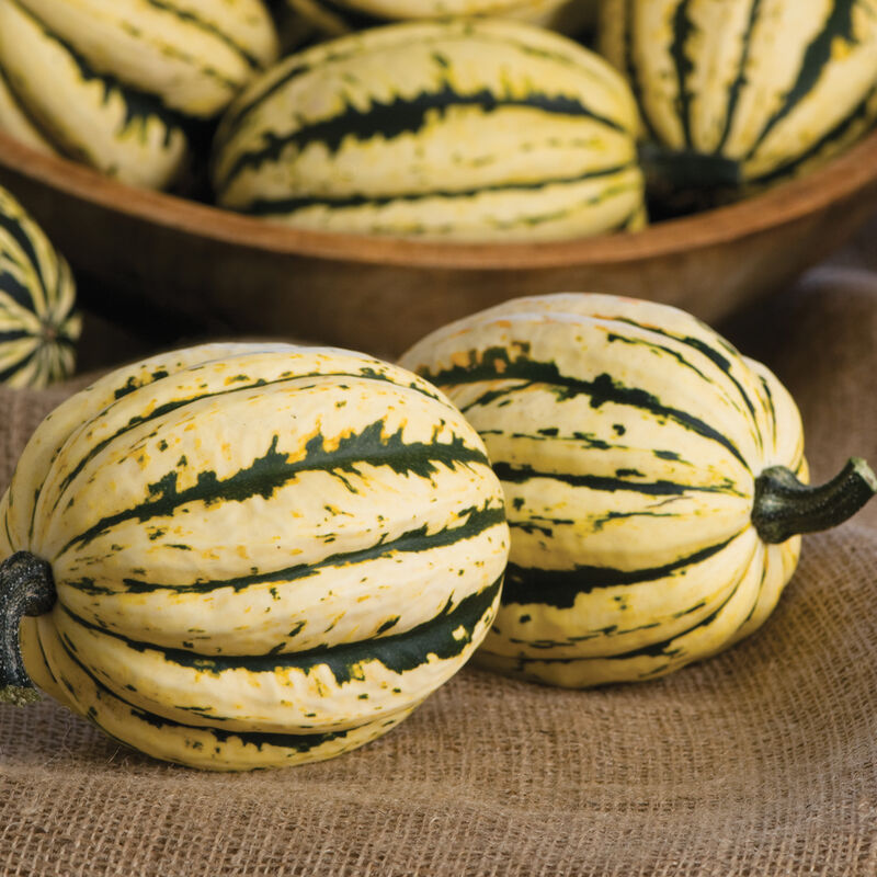 Delicata Winter squash 3" Pots