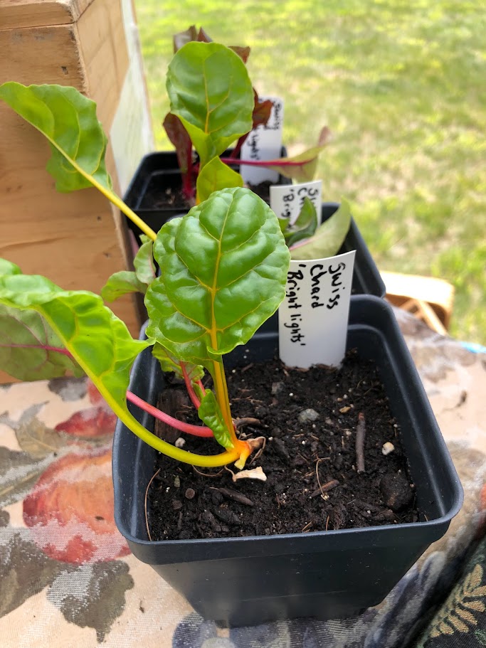 Swiss Chard- Bright Light 3" Pot