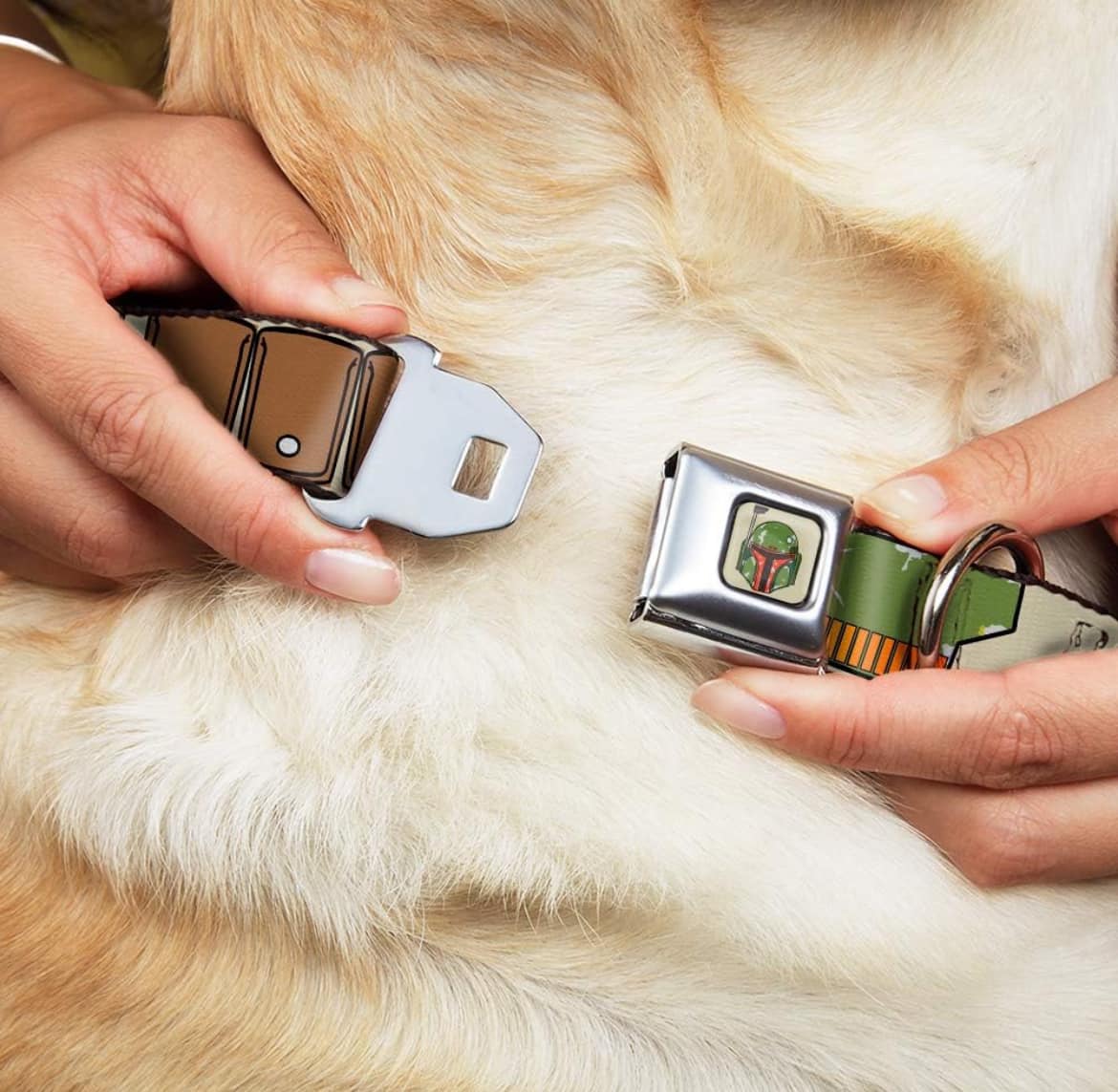 Collar para perro