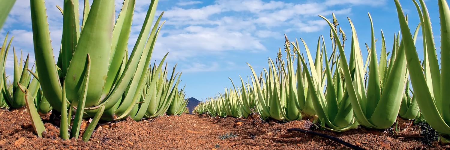 Aloe Vera Gel Nachfüllung 300 ml | KOSMETIKANALYSE: SEHR GUT