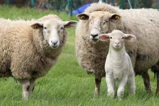 Eco-Luxury Wool Pillows