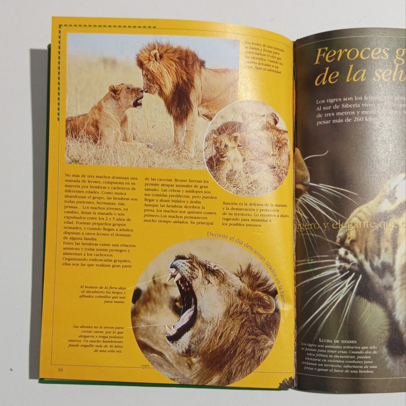 Asmobrosos felinos, libro