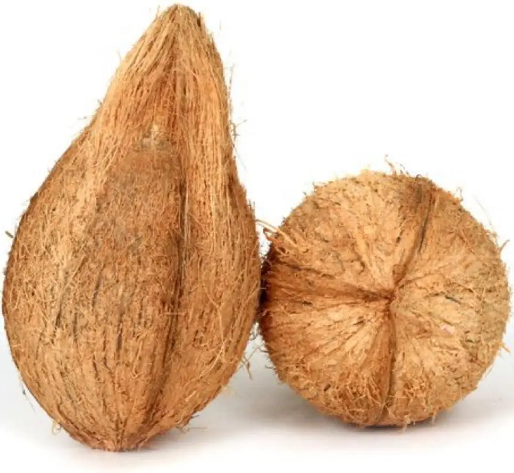 Brown Coconut