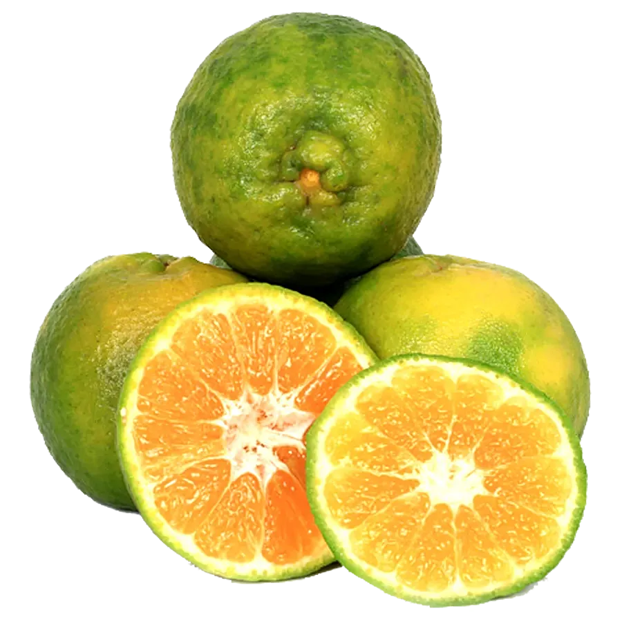 Fresh Oranges