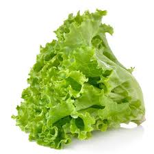 Fresh Green Lettuce