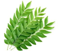 Fresh Curry Leaves