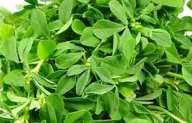 Fresh Fenugreek Leaves