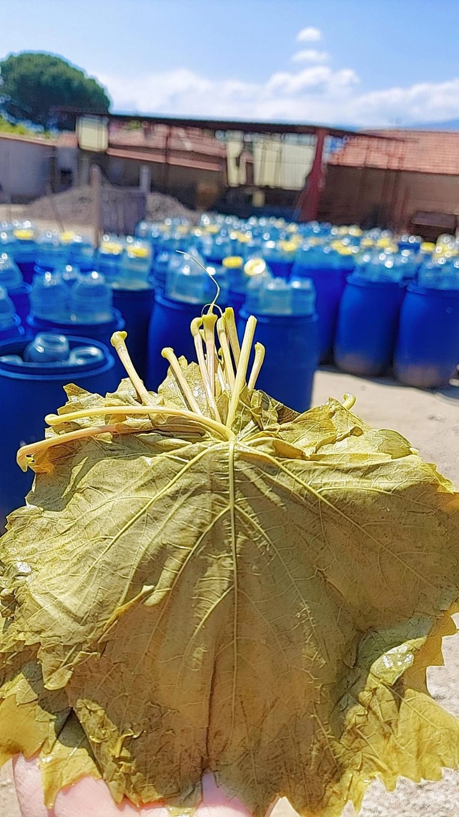 Manisa Mayıs Ayı Uç Yaprağı