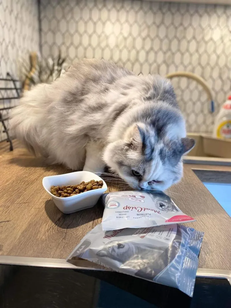 Platinum MeatCrisp sausas pašaras suaugusioms katėms su žuvimi