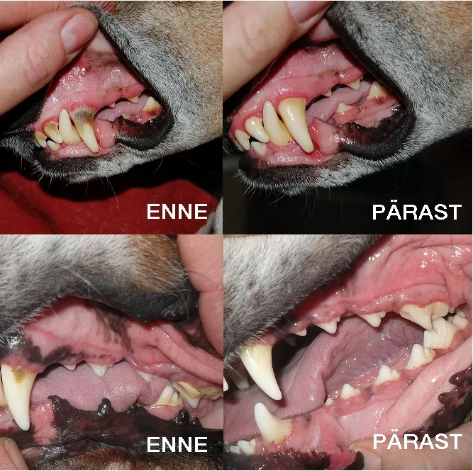 Platinum oralclean care gelis dantims classic