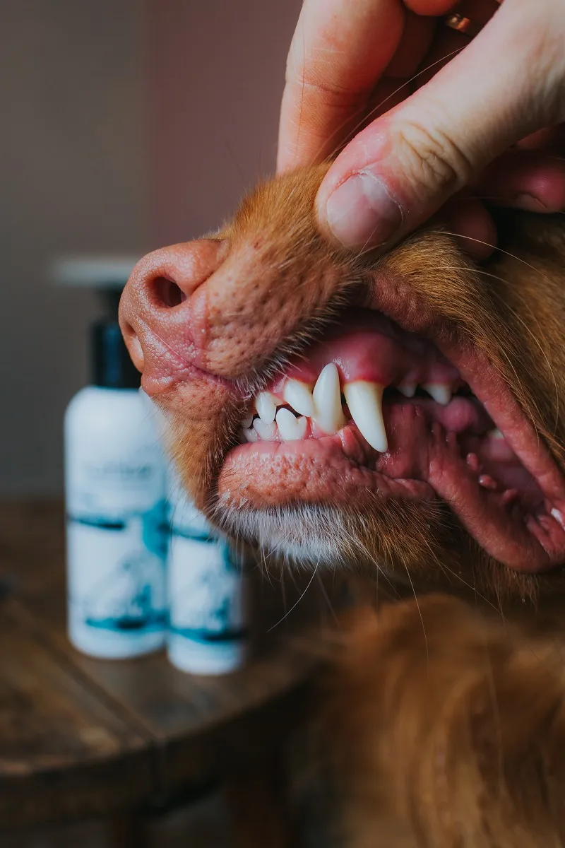 Platinum oralclean care purškalas dantims classic