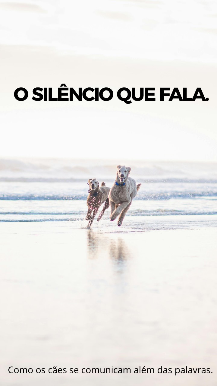 O Silêncio Que Fala.