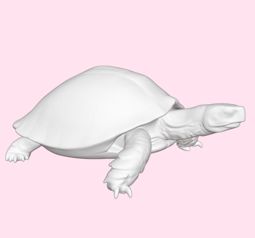 Realistic Tortoise