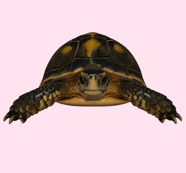 Realistic Tortoise