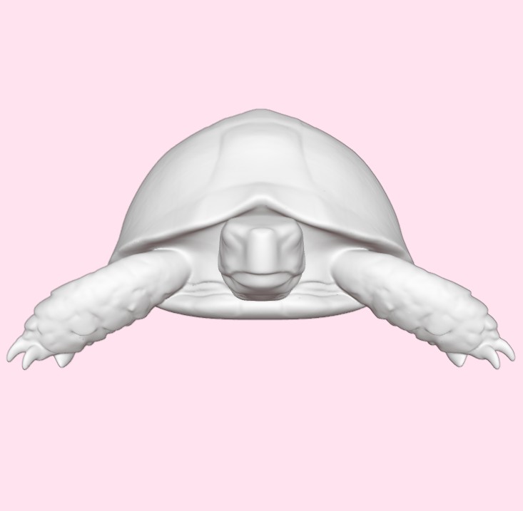 Realistic Tortoise