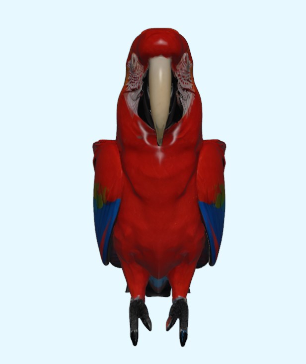 Scarlet Macaw Parrot 