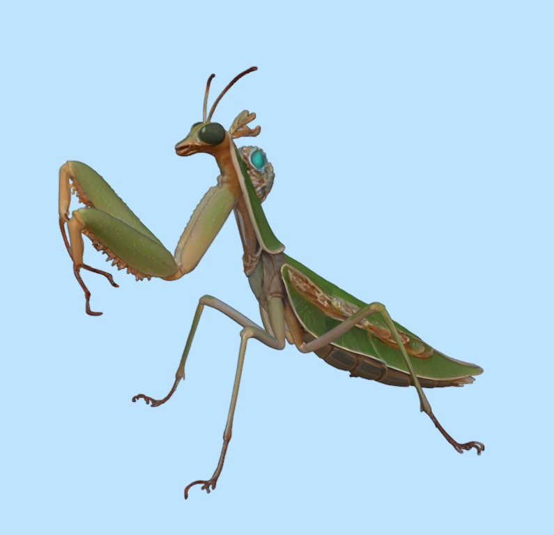 Praying Mantis Ambassador