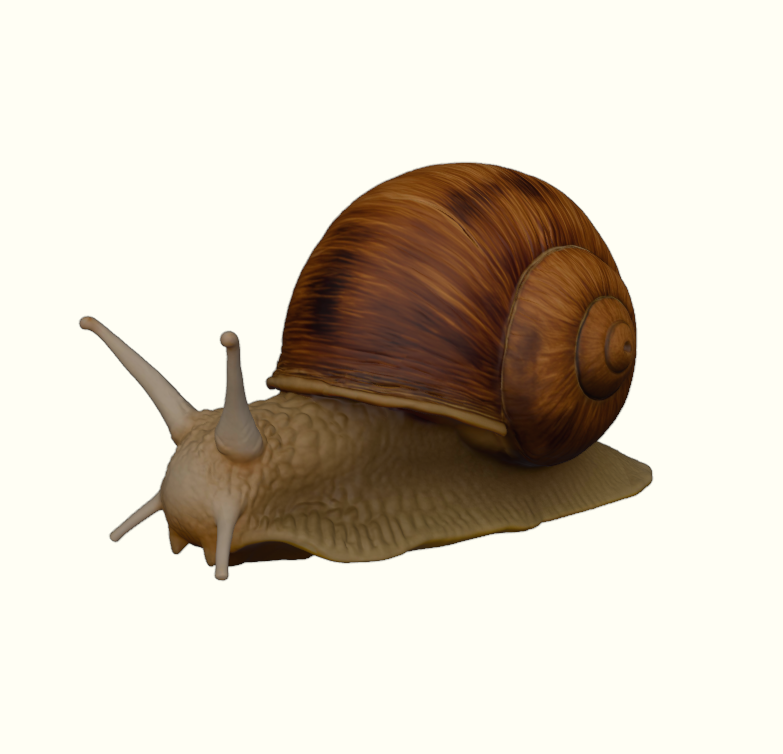Woodland Garden Snail