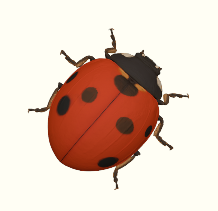 Garden Ladybug Beetle
