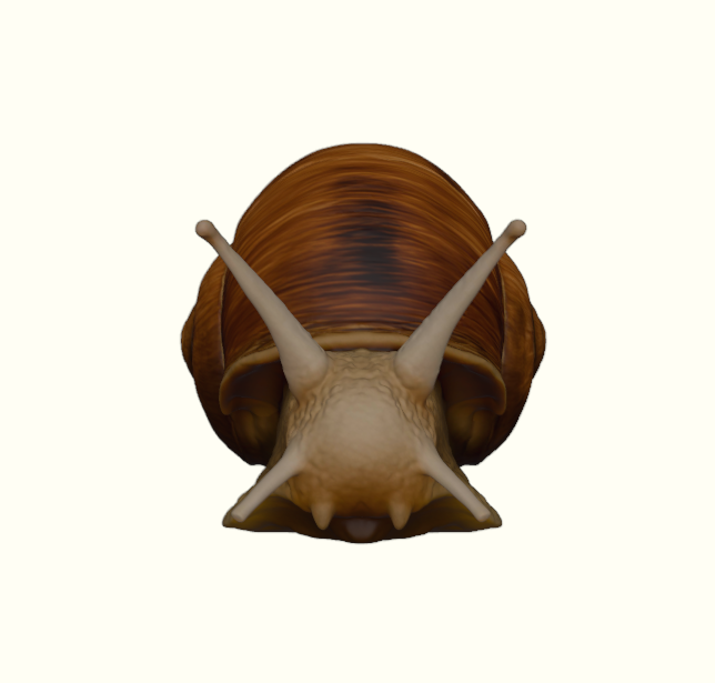 Woodland Garden Snail