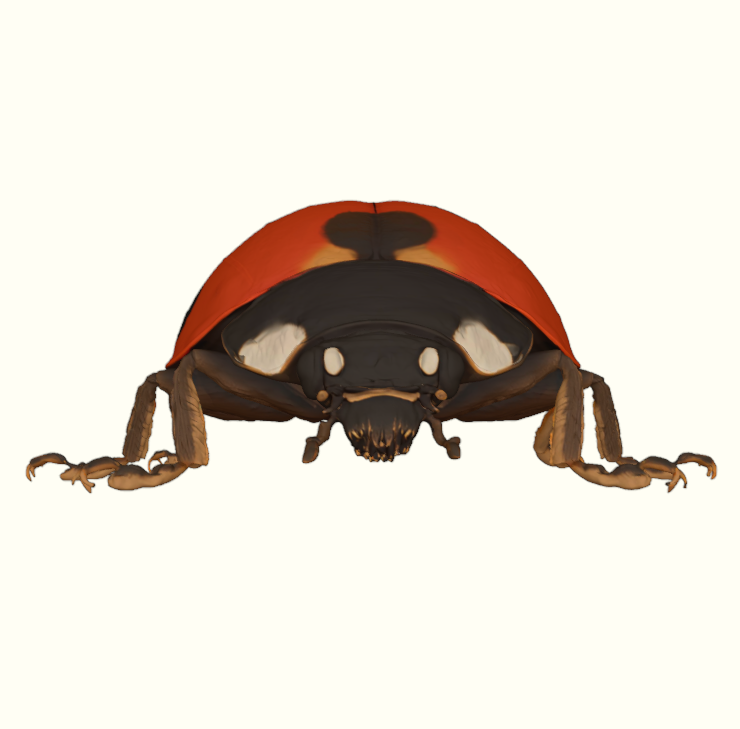 Garden Ladybug Beetle