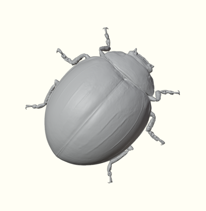 Garden Ladybug Beetle