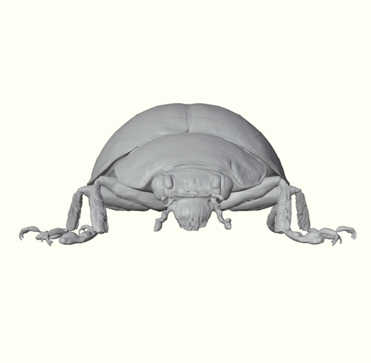 Garden Ladybug Beetle