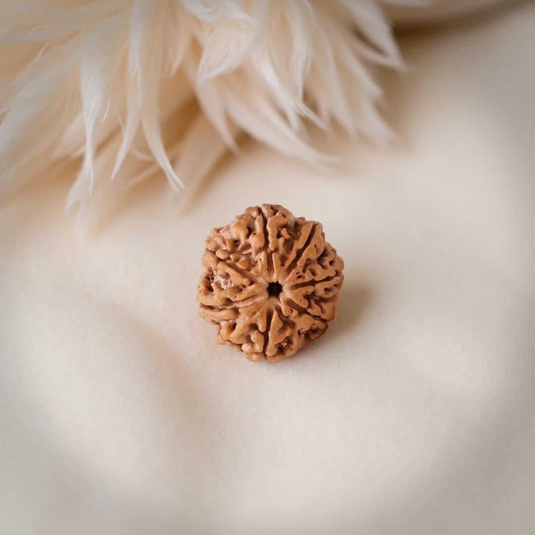 7 Mukhi Rudraksha