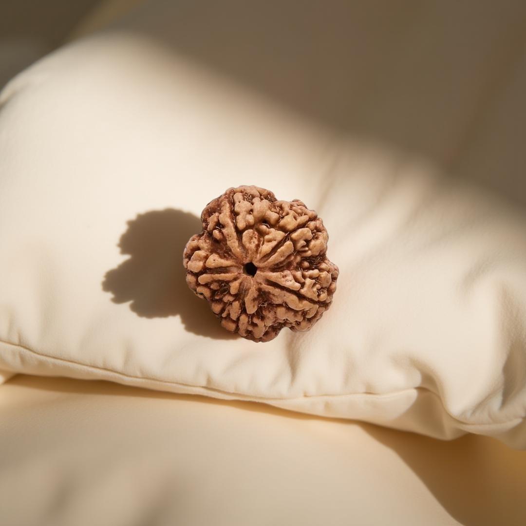 5 Mukhi Rudraksha 