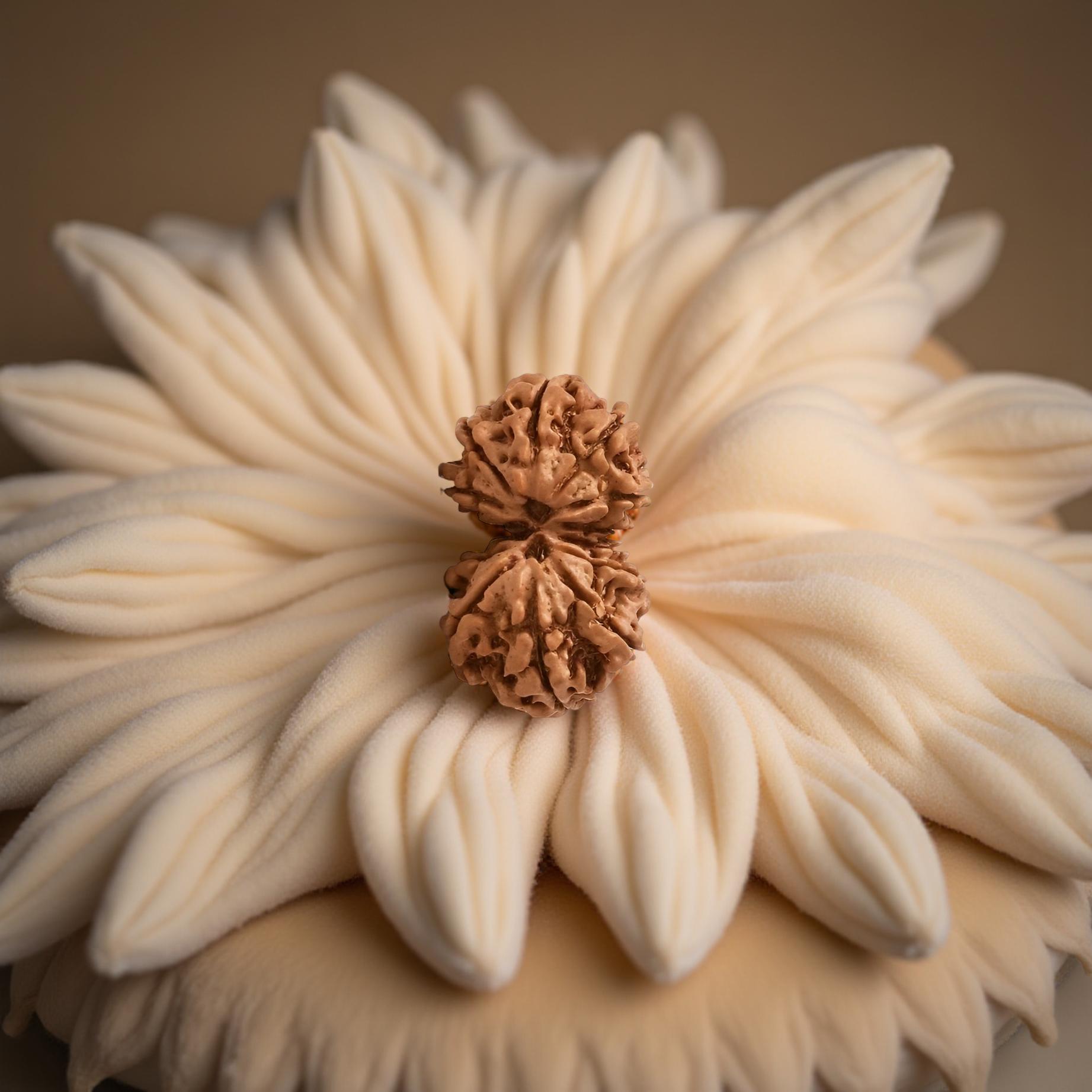 Gaurishankar Rudraksha (Abhimantrit)