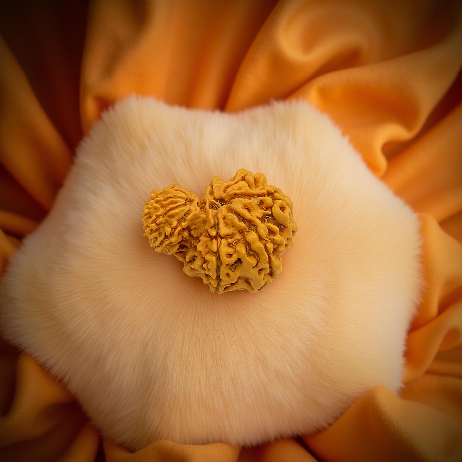 Garbh Gauri Rudraksha