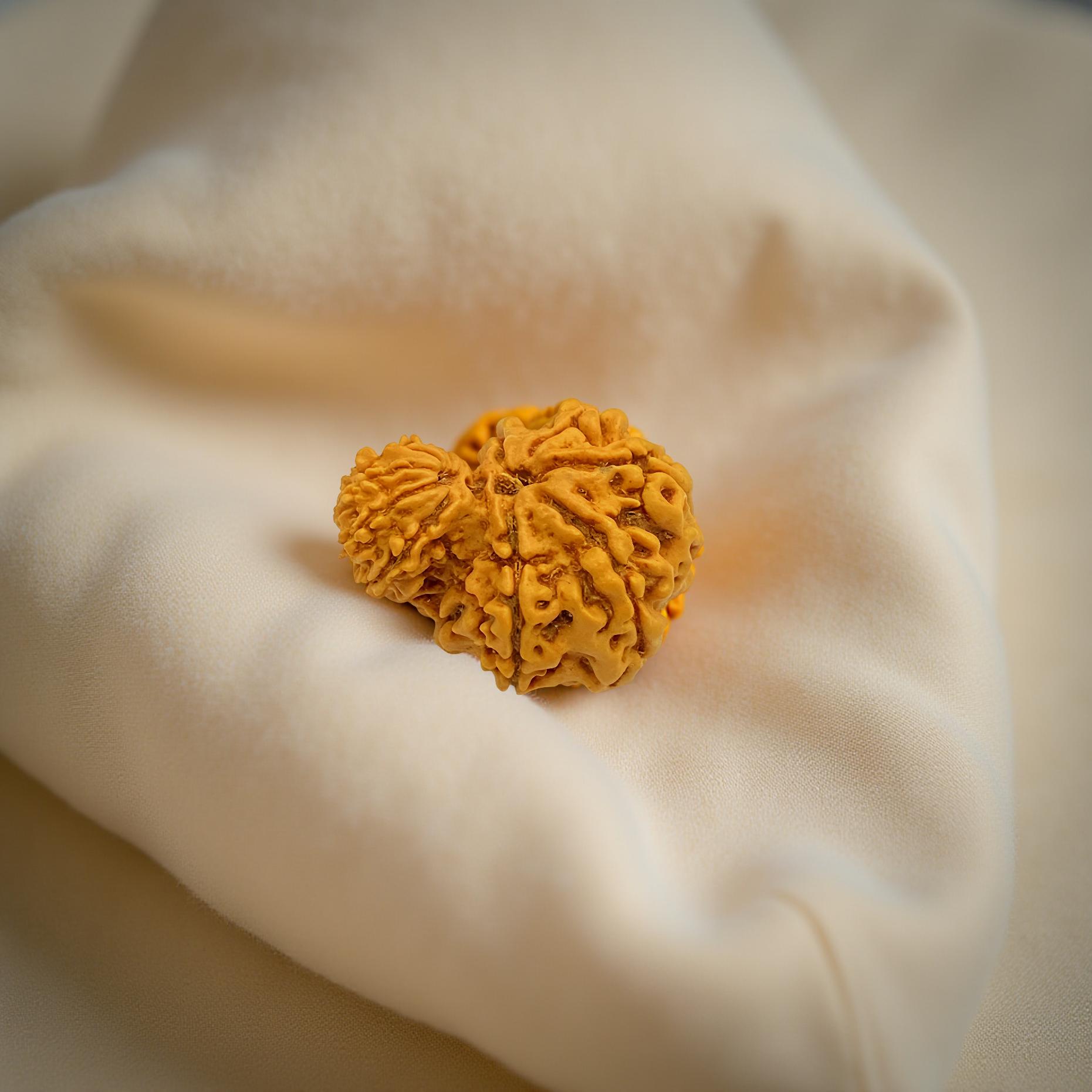 Garbh Gauri Rudraksha