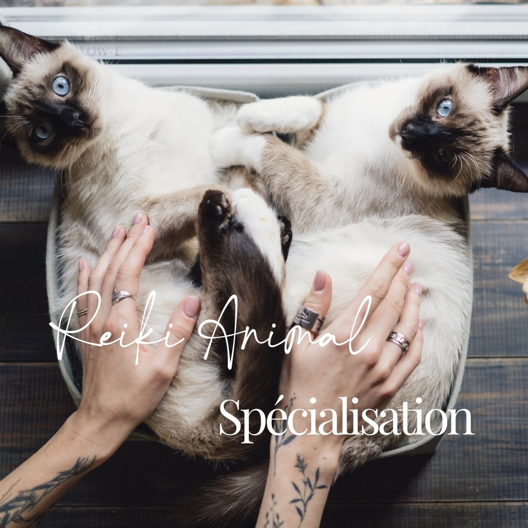 Formation Reiki Animal
