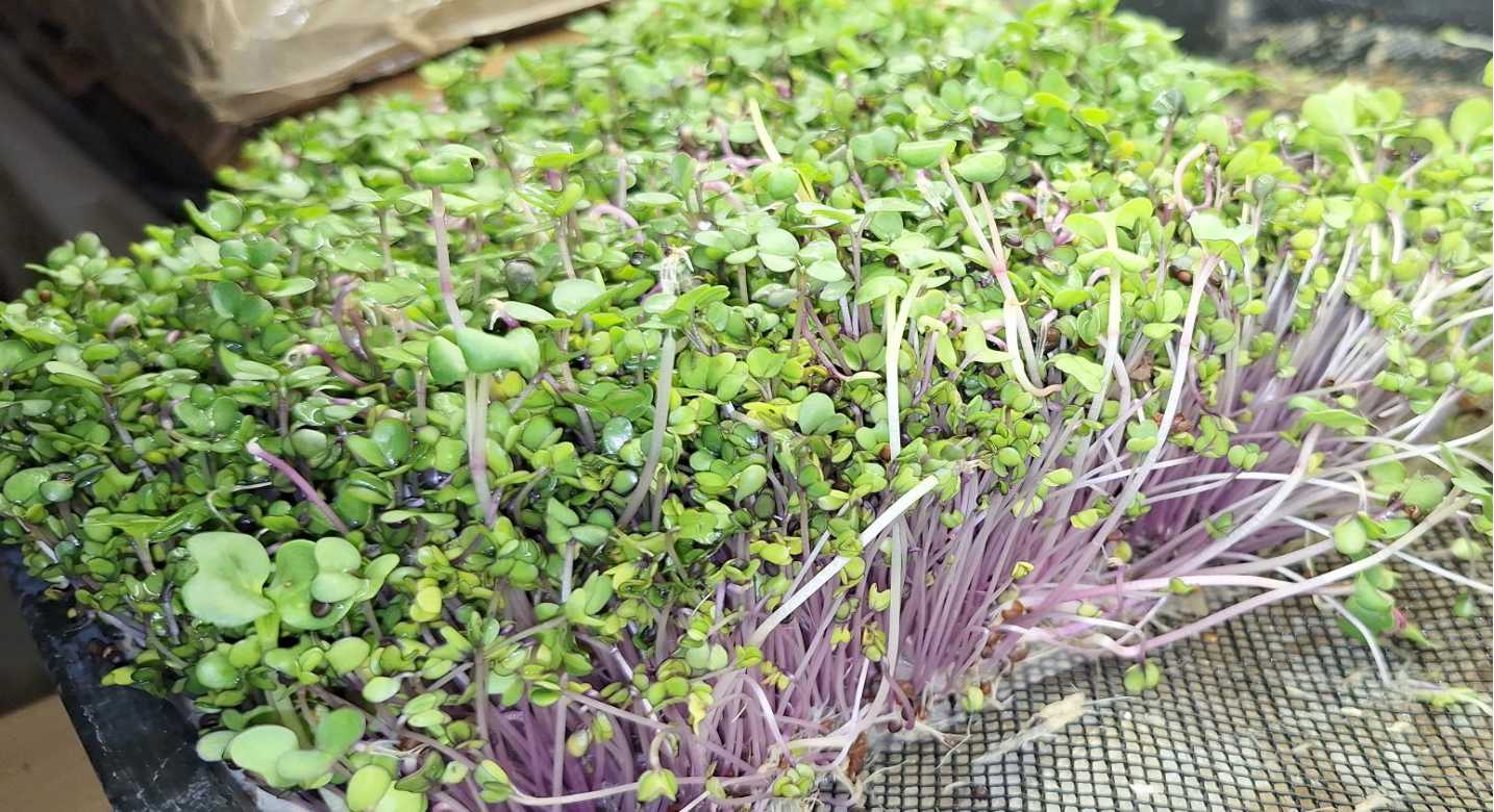 Micro Radish china rose 