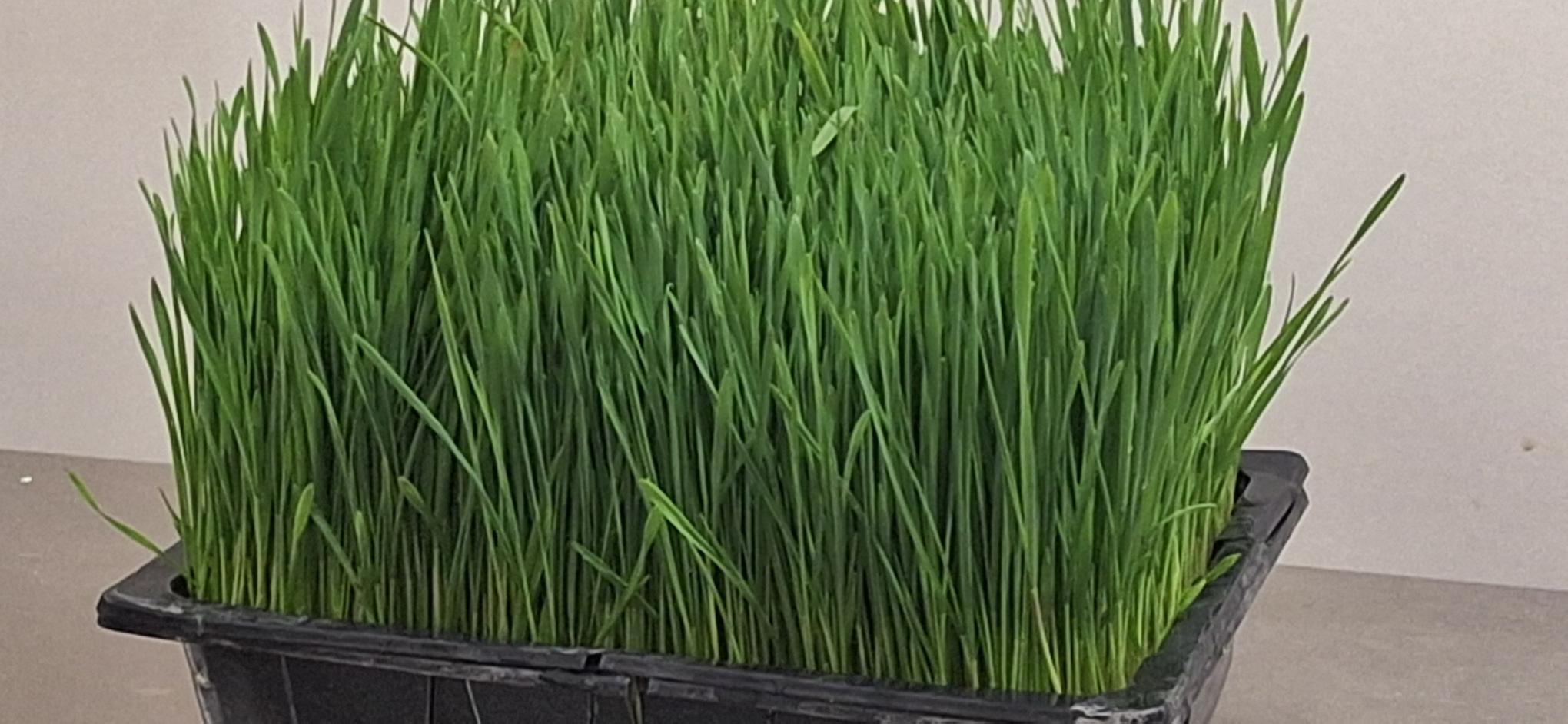 Wheatgrass