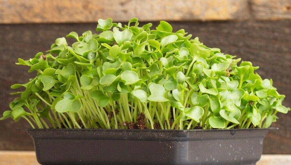 Micro Kale