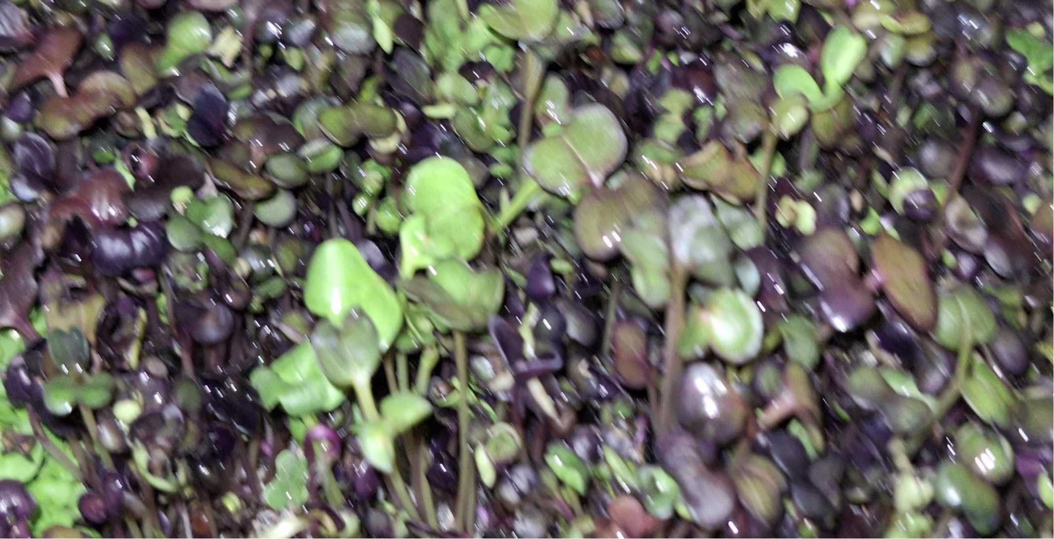 Micro Radish Mix