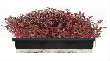 Amaranth