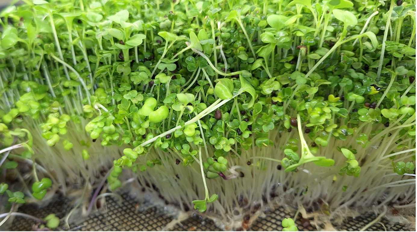 Micro Radish daikon